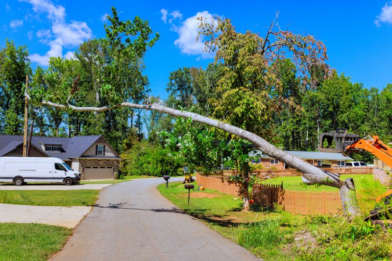 Cost of Fallen Tree Removal in Placerville, CA
