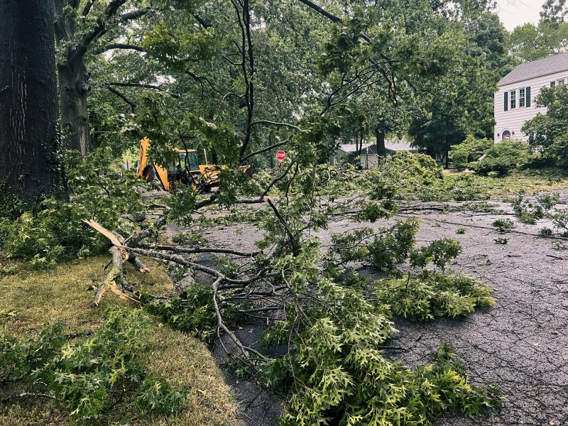 Tree Removal Equipment Information