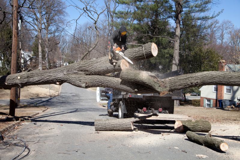 Who provides tree removal services in Placerville