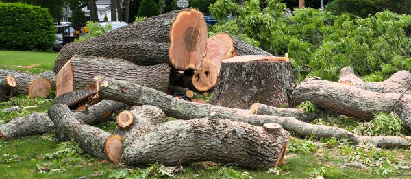 Large Tree Removal in Placerville