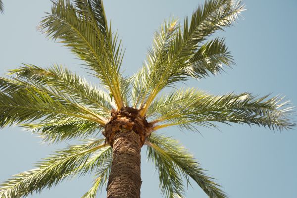 Palm Tree Removal in Placerville