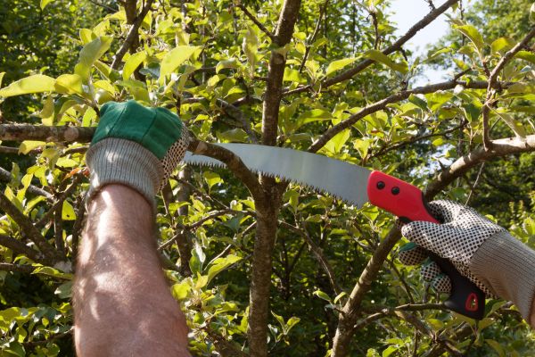 Small Tree Removal in Placerville