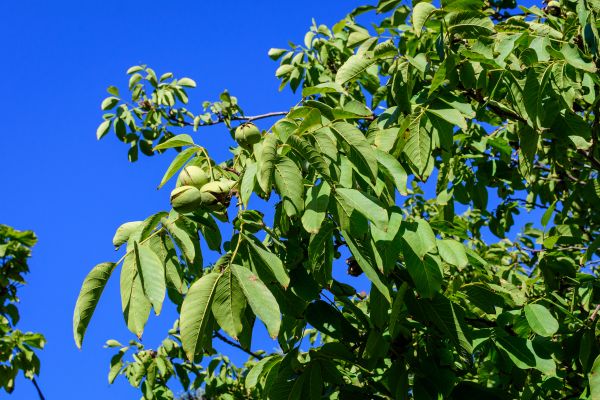 Walnut Tree Removal in Placerville