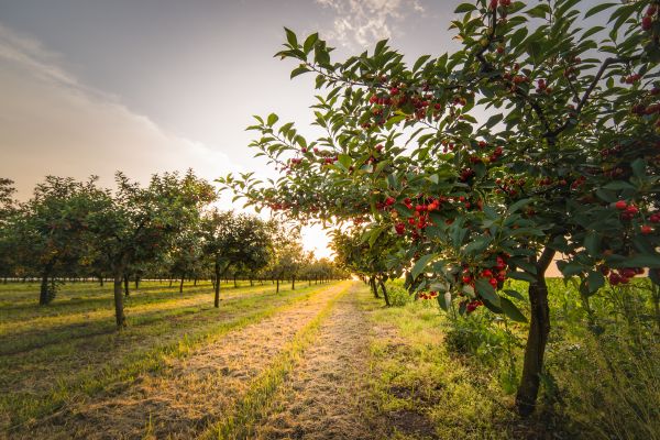 Cost of Cherry Tree Removal in Placerville