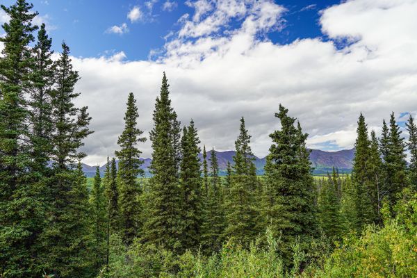Cost of Spruce Tree Removal in Placerville