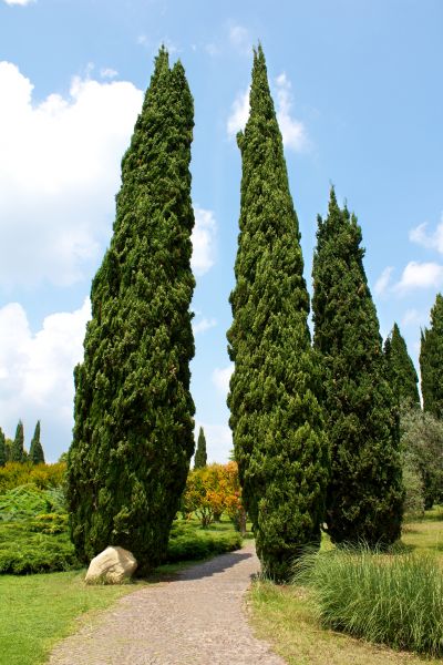 Cypress Tree Removal in Placerville