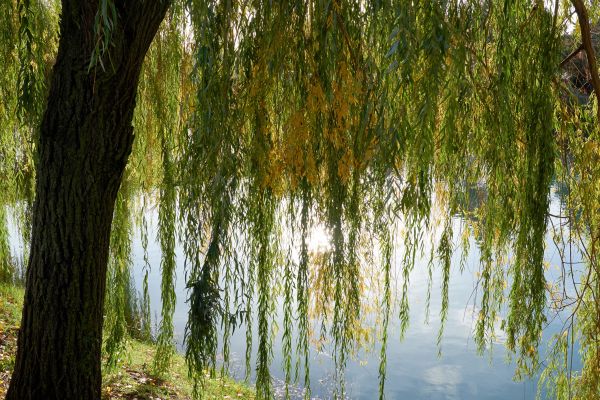 Willow Tree Removal in Placerville