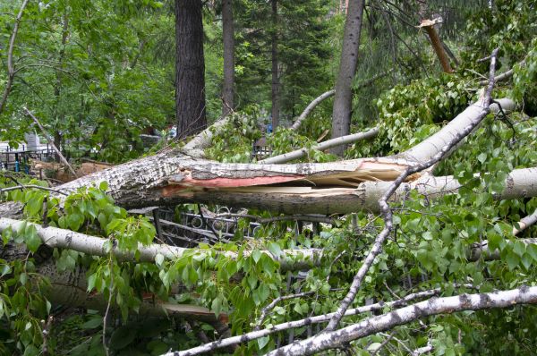 Cost of Birch Tree Removal in Placerville