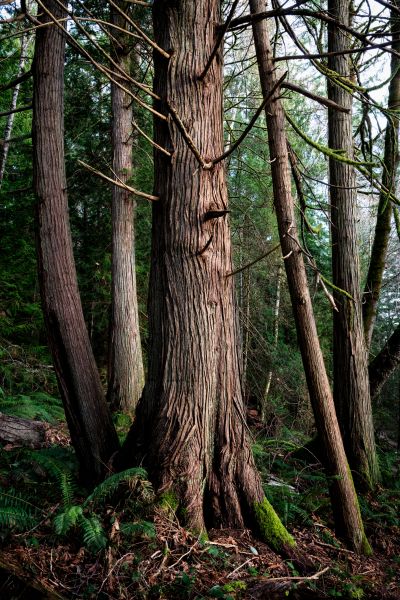 Cedar Tree Removal in Placerville