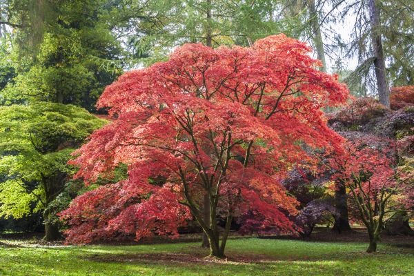Maple Tree Removal in Placerville