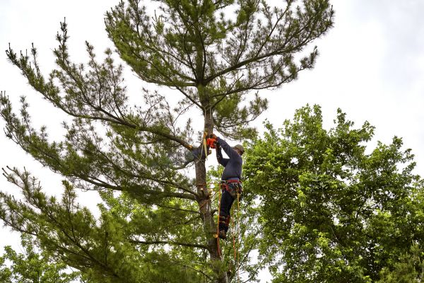 Pine Tree Removal in Placerville