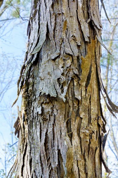 Cost of Hickory Tree Removal in Placerville