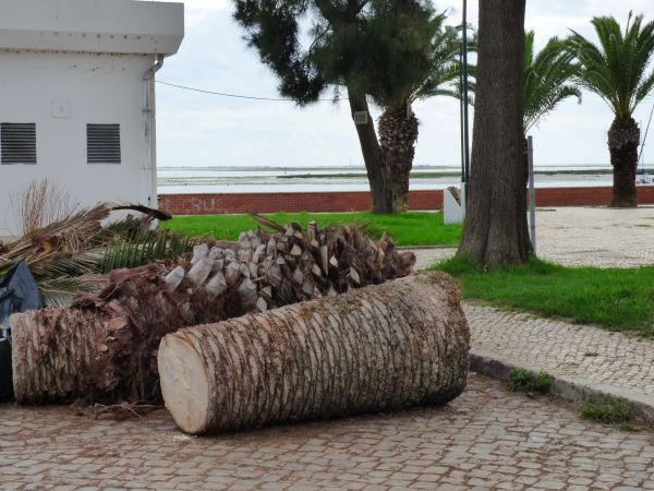 Palm Trees Removal in Placerville