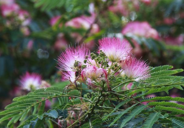 Cost of Mimosa Tree Removal in Placerville