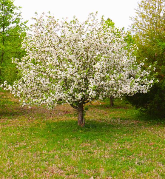 Cost of Dogwood Tree Removal in Placerville