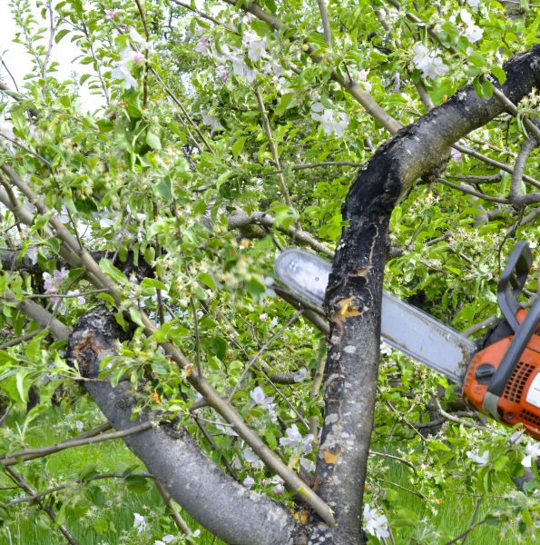 Cost of Apple Tree Removal in Placerville