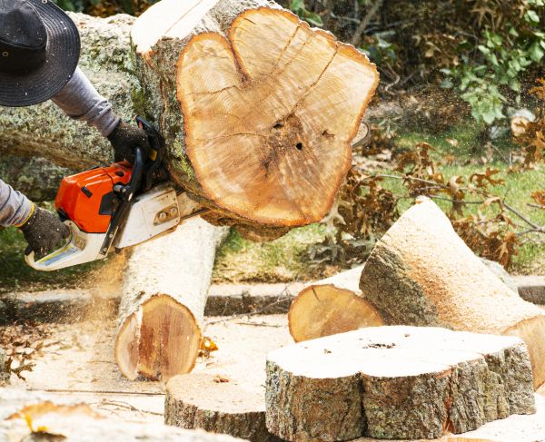 Tree Removal Service in Placerville