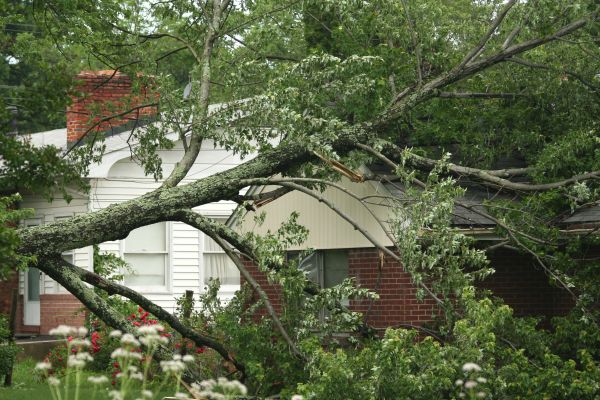 Emergency Tree Removal in Placerville