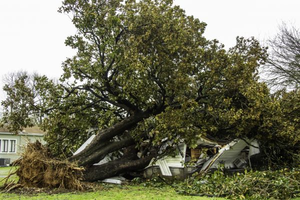 Fallen Tree Removal in Placerville