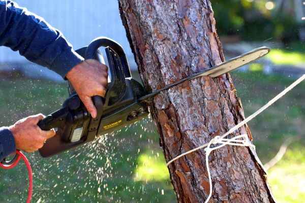Dead Tree Removal in Placerville