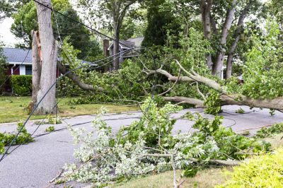 Emergency Tree Removal