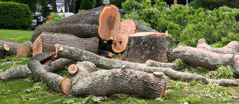 Mimosa Tree Removal