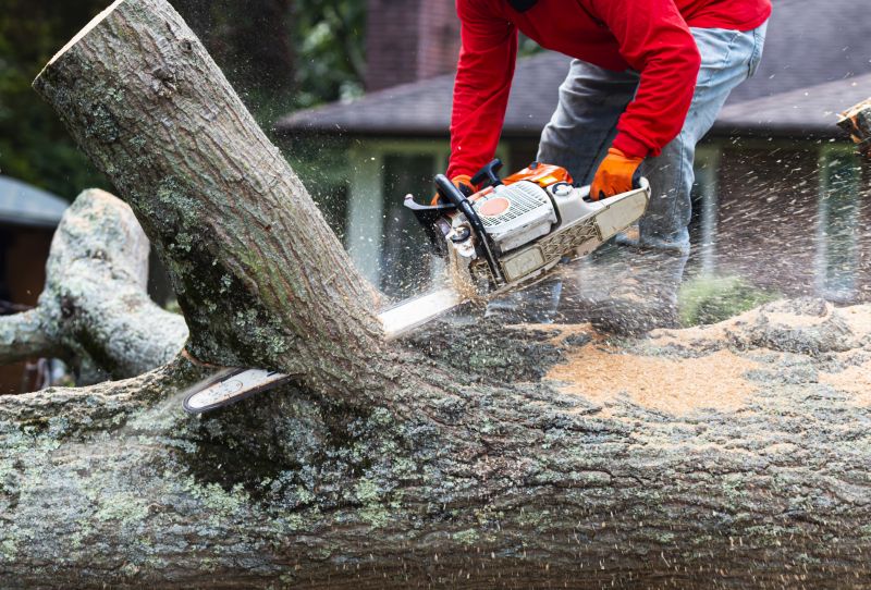 Tree Removal Crew at Work