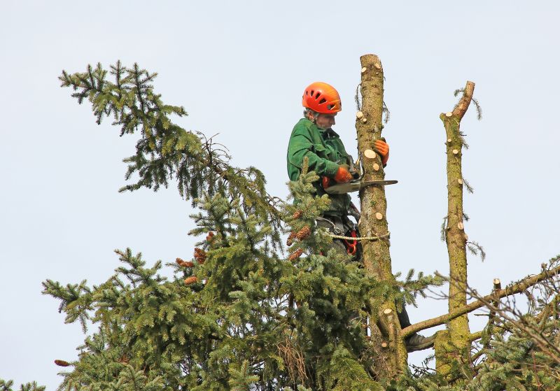 Safety Gear in Tree Removal