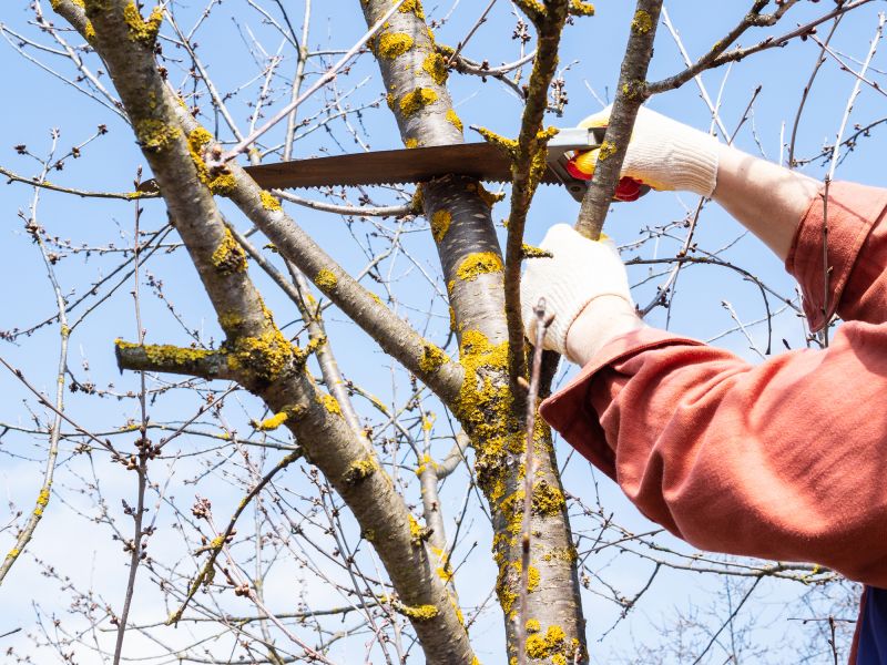 Spring Tree Cutting
