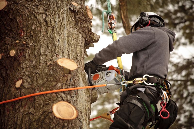 Certified Arborists at Work
