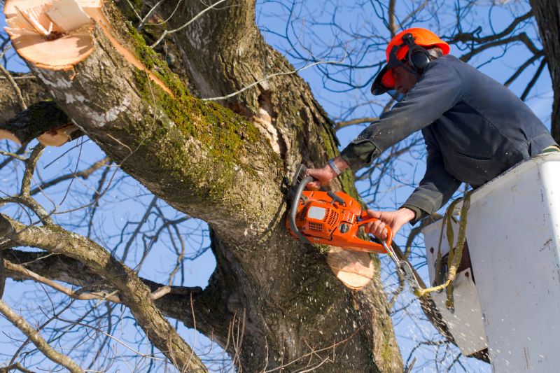 Tree Assessment in Progress